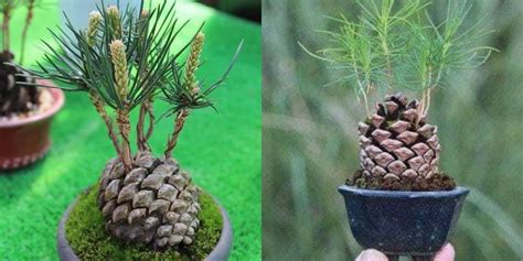 Step-by-step guide: Planting a pine cone for stunning results.